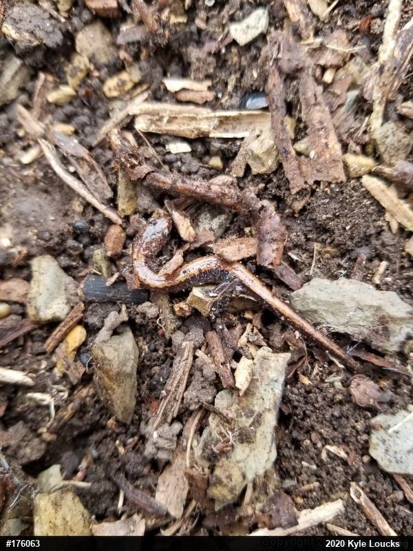 Eastern Red-backed  Salamander