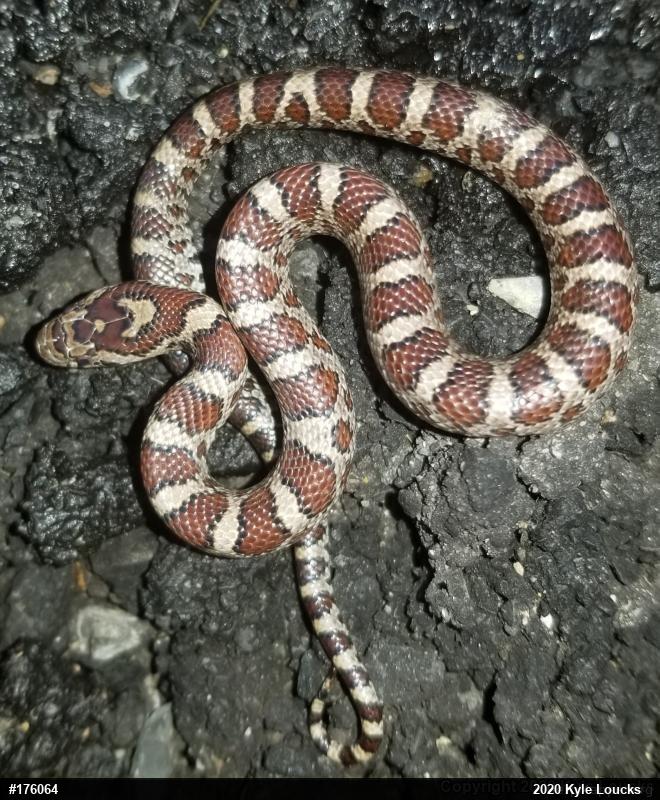 Eastern Milksnake