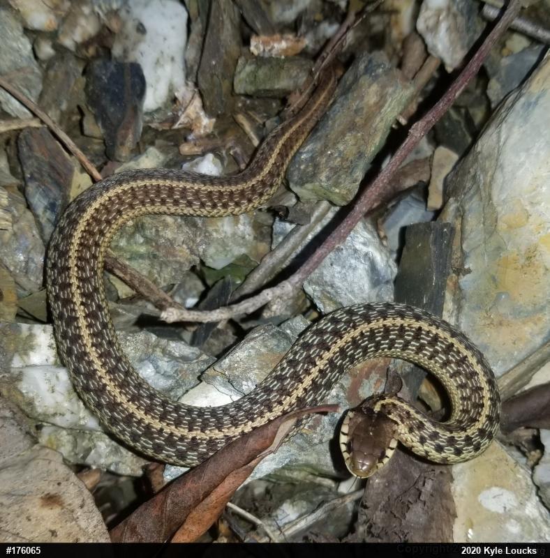 Eastern Gartersnake
