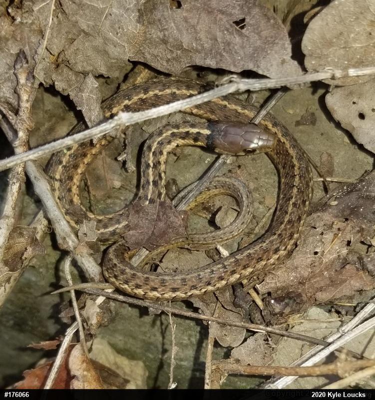 Eastern Gartersnake