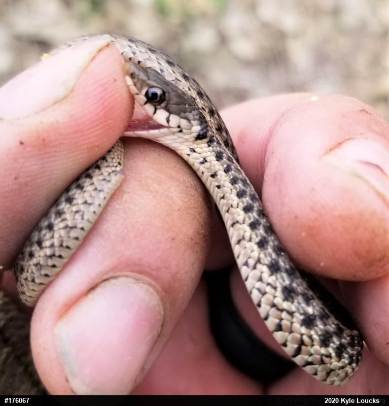 Eastern Gartersnake
