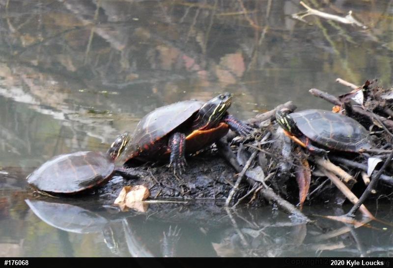 Eastern Painted Turtle