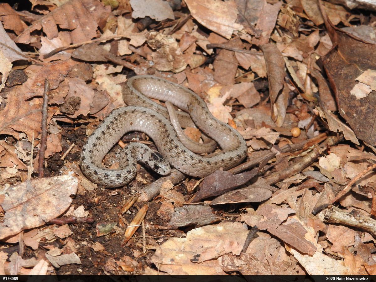 Dekay's Brownsnake