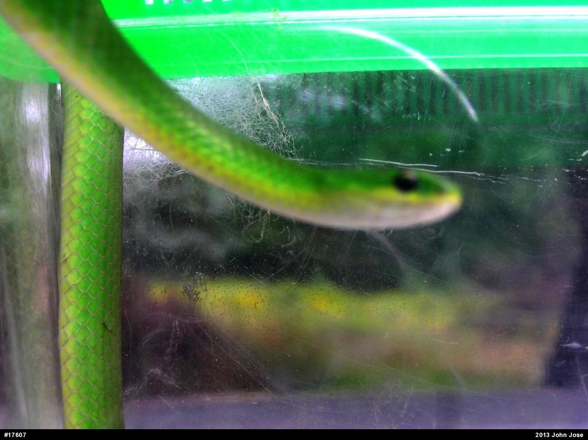 Smooth Greensnake