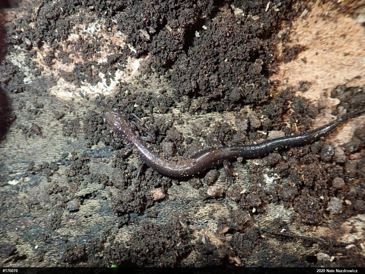 Eastern Red-backed  Salamander