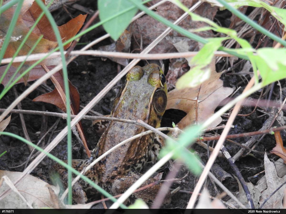 Green Frog