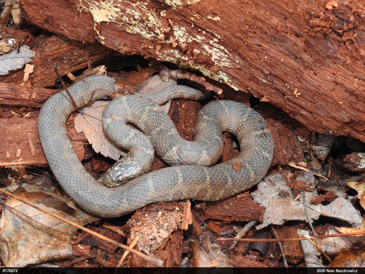 Northern Watersnake