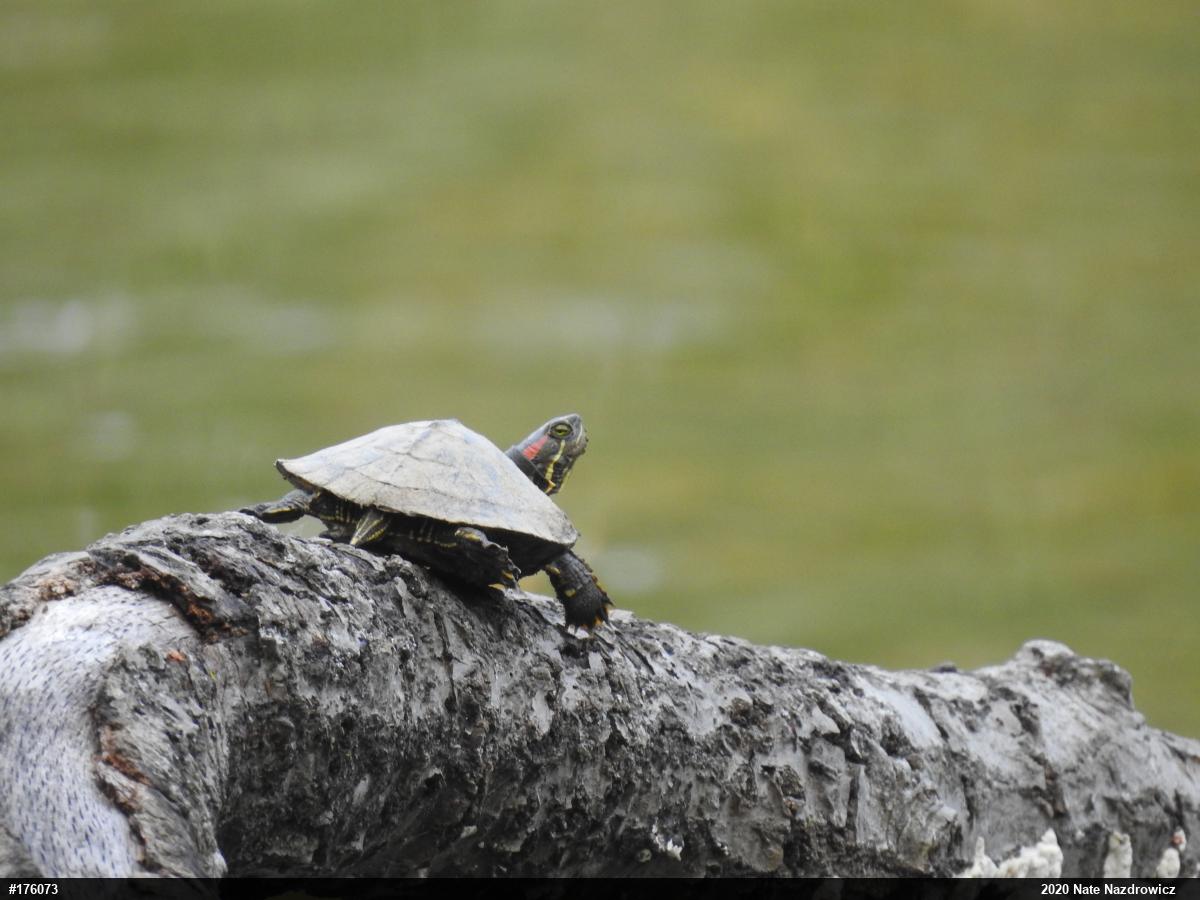 Red-eared Slider