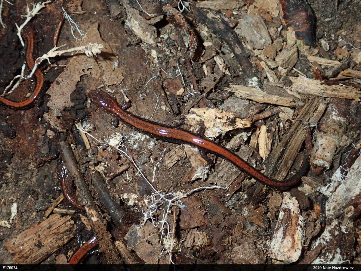Eastern Red-backed  Salamander
