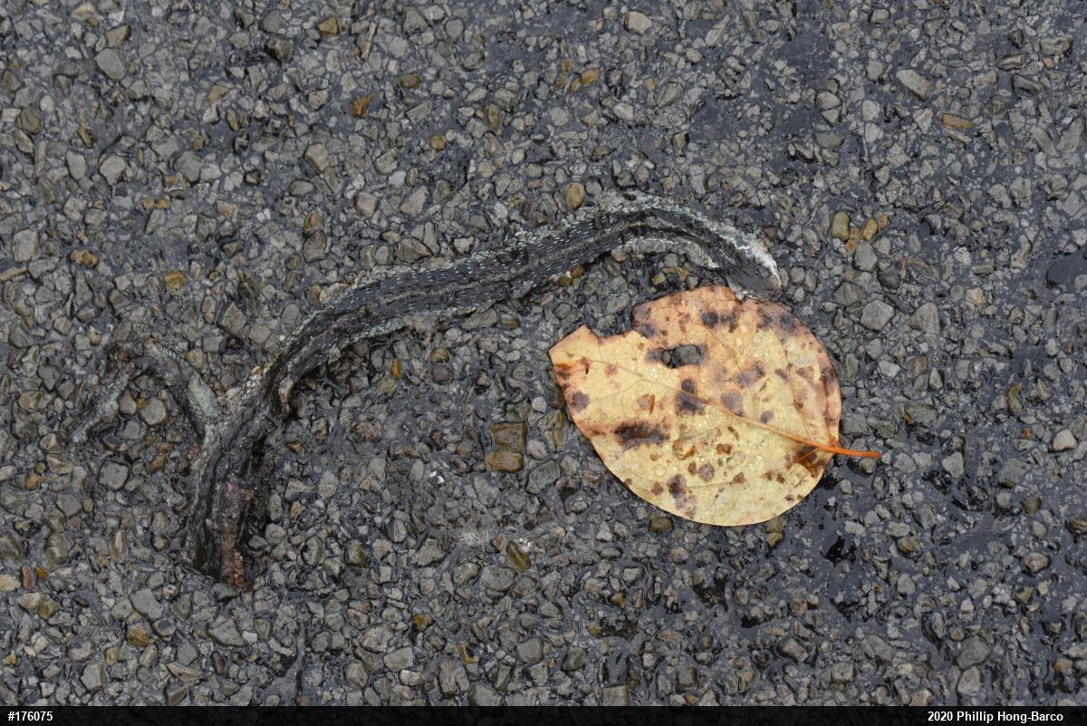 Eastern Gartersnake
