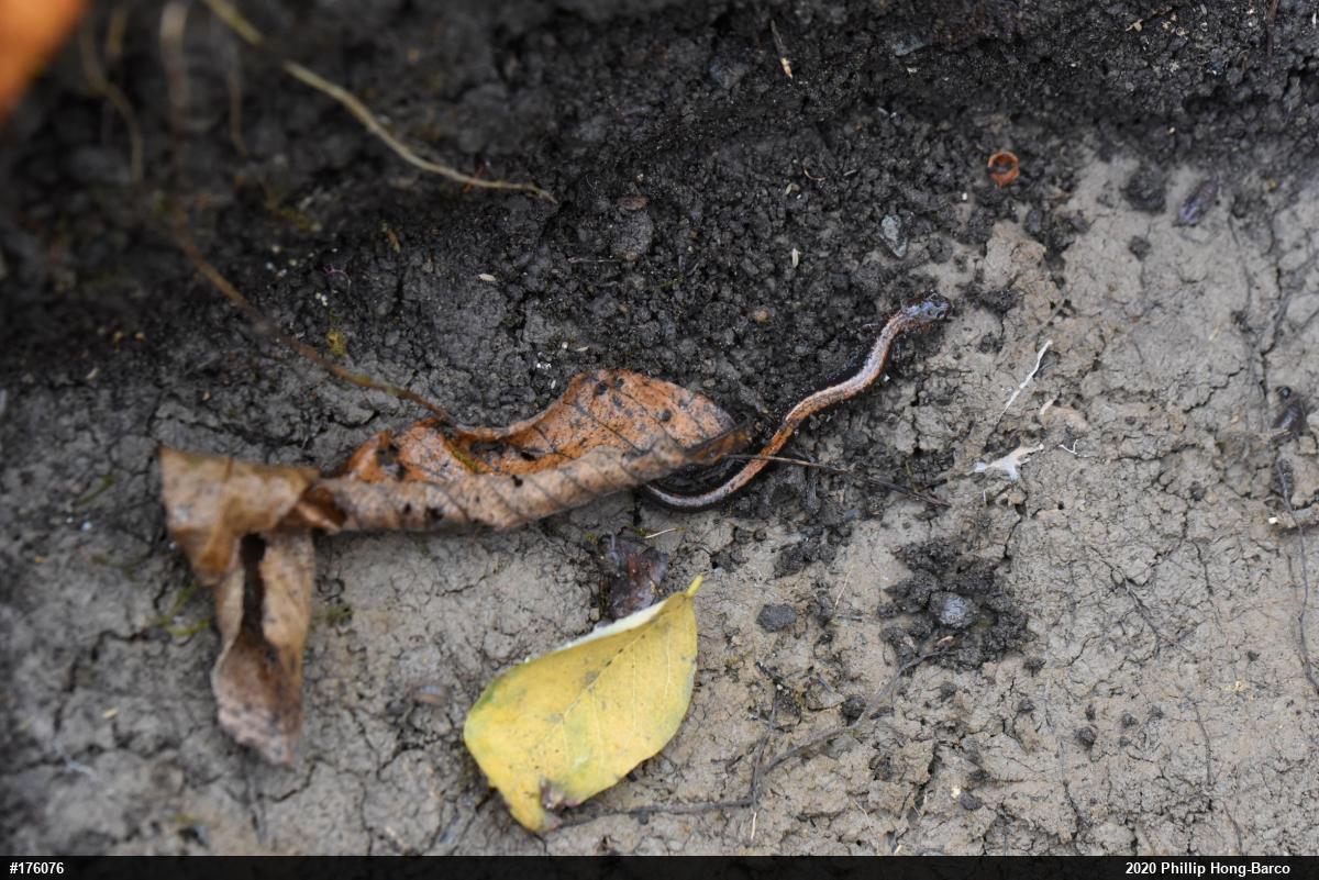 Eastern Red-backed  Salamander