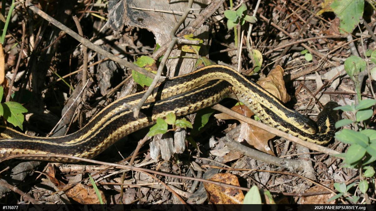 Eastern Gartersnake