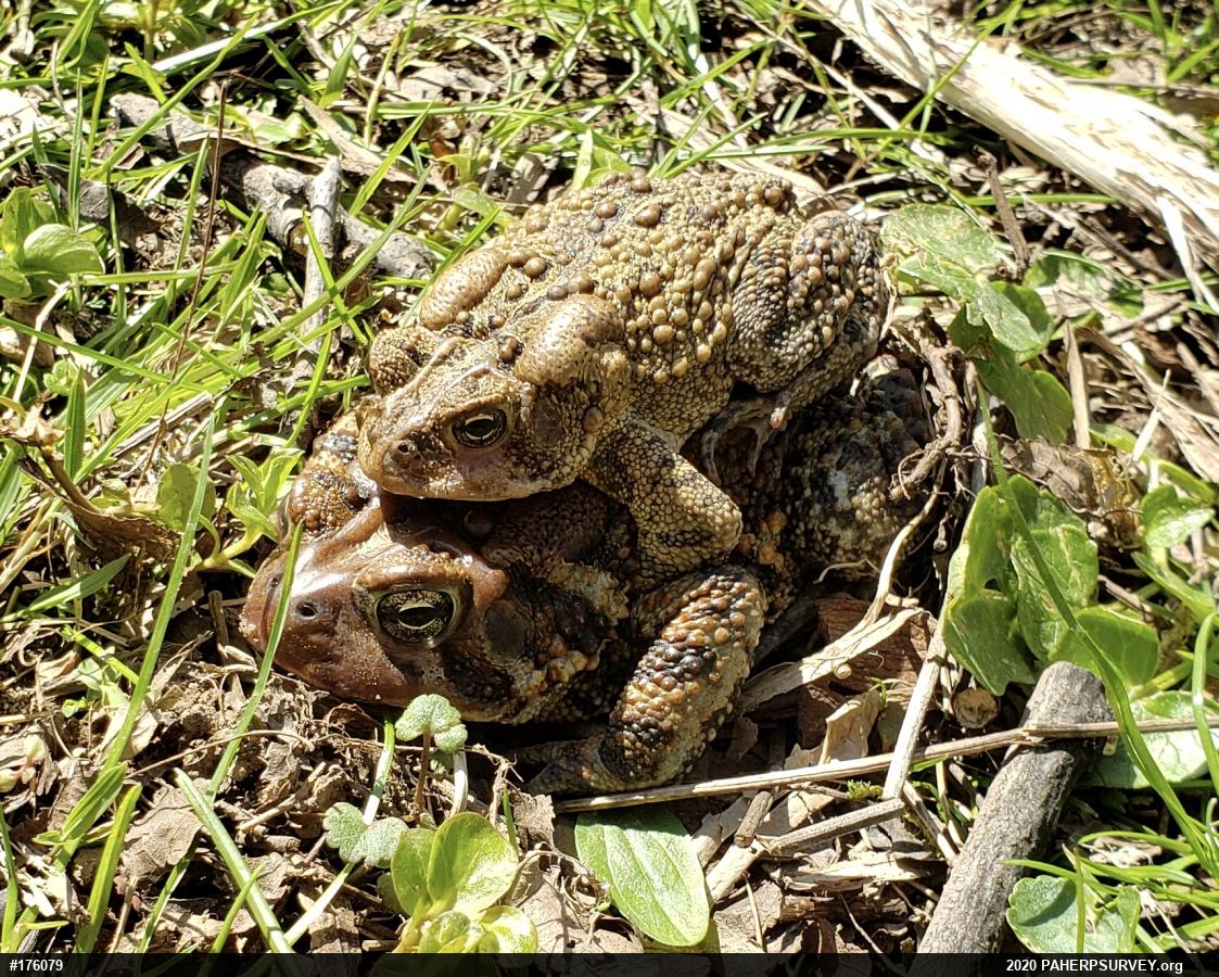 Eastern American Toad
