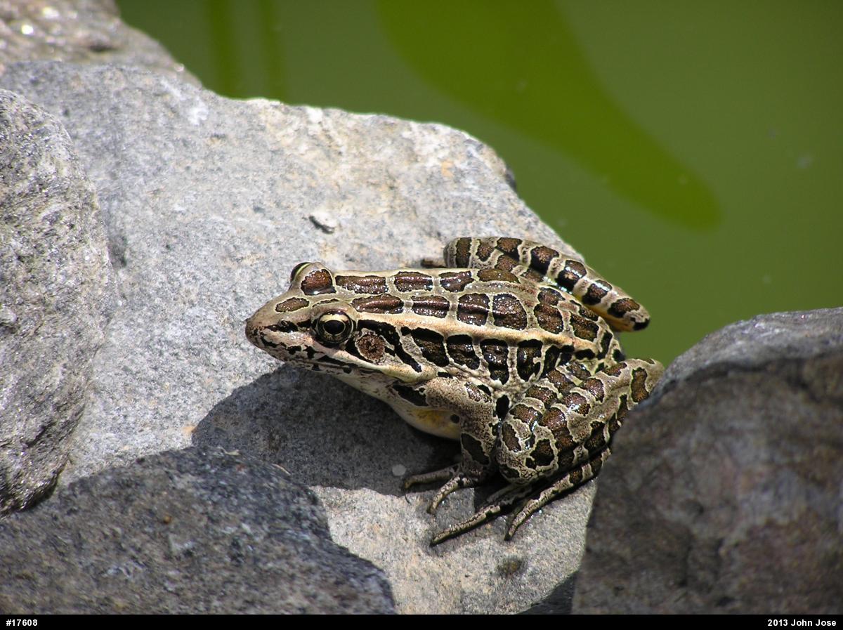 Pickerel Frog