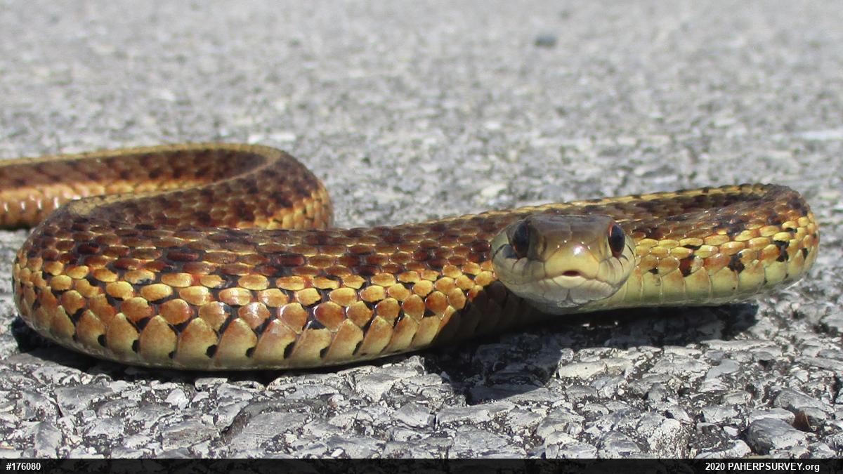 Eastern Gartersnake