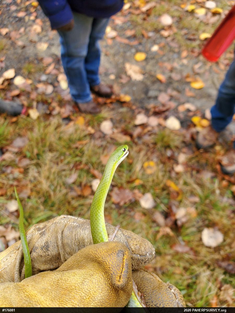 Smooth Greensnake