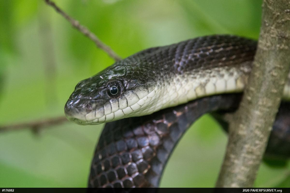 Eastern Ratsnake