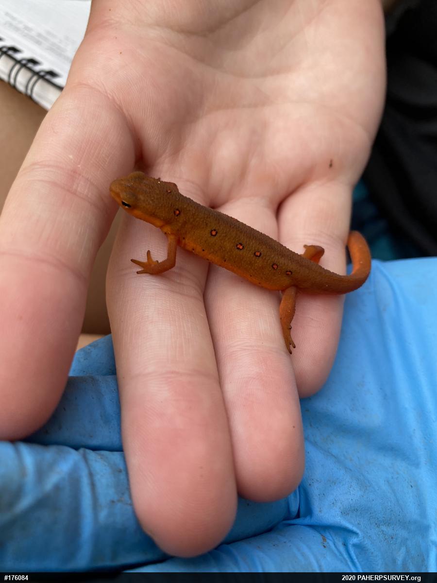 Red-spotted Newt