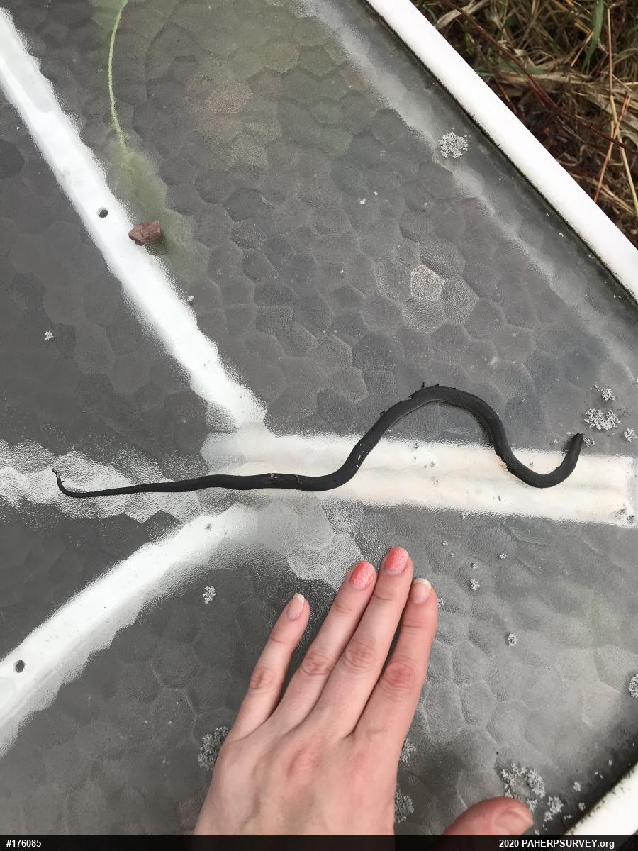 Northern Ring-necked Snake