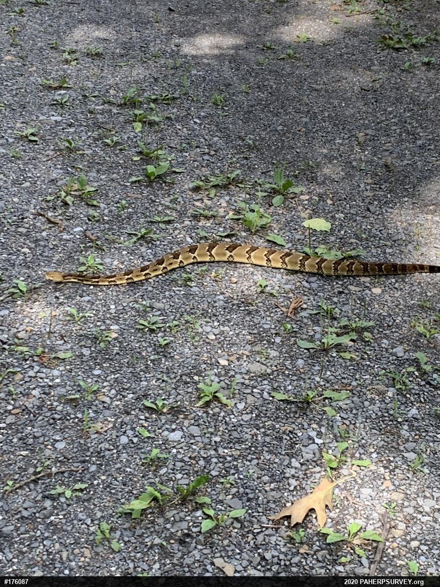 Timber Rattlesnake