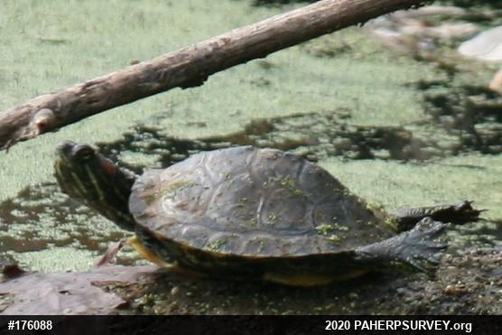 Red-eared Slider