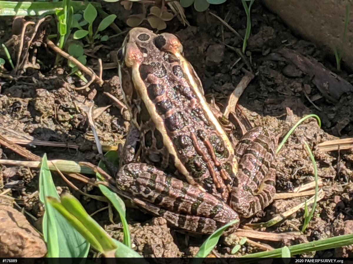 Pickerel Frog