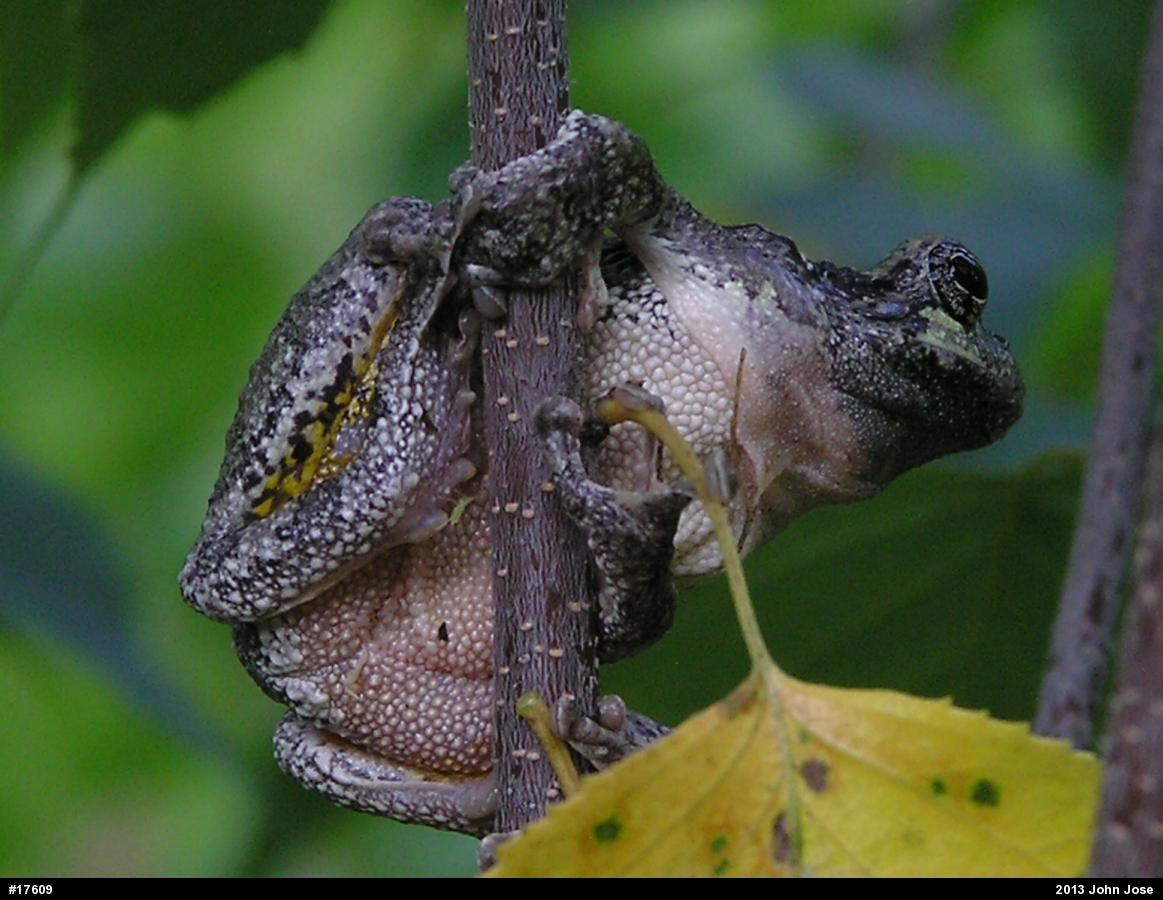 Gray Treefrog