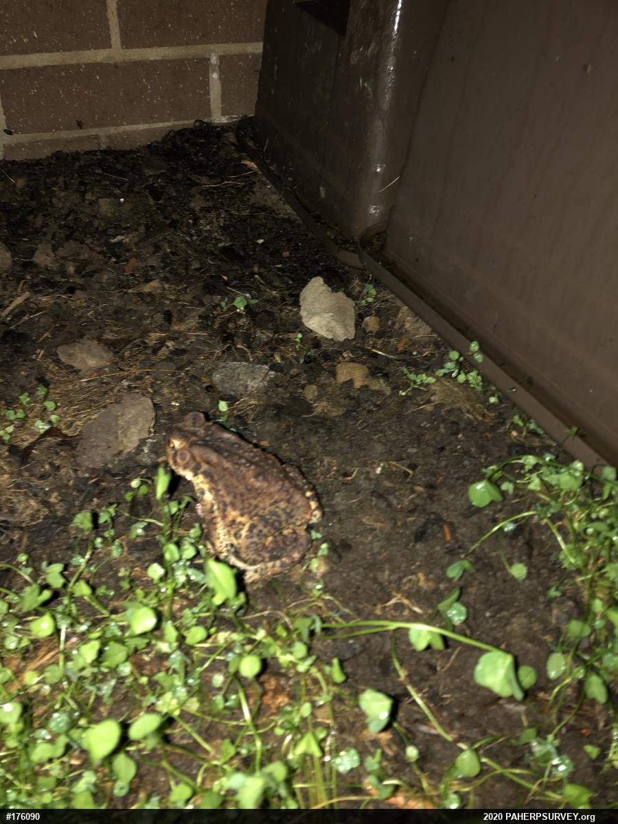 Eastern American Toad