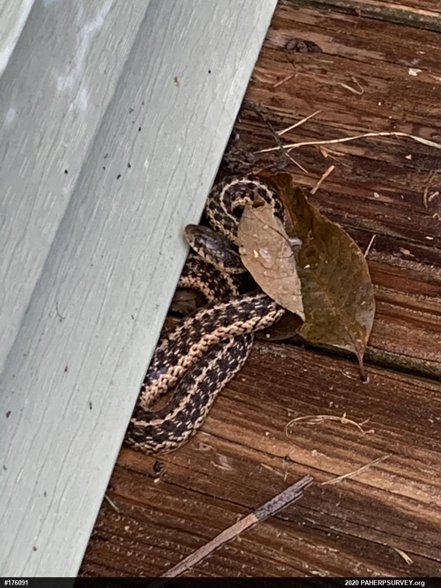 Eastern Gartersnake