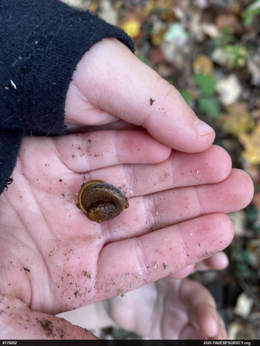 Four-toed Salamander