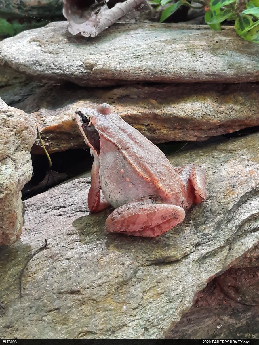 Wood Frog