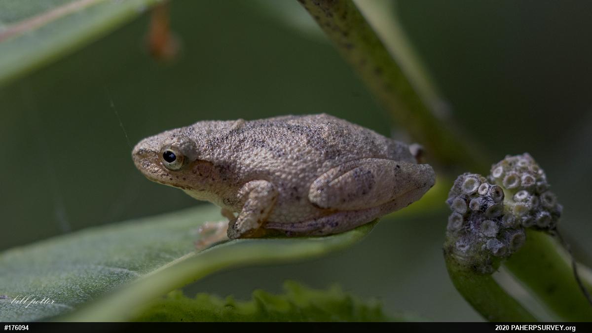 Spring Peeper