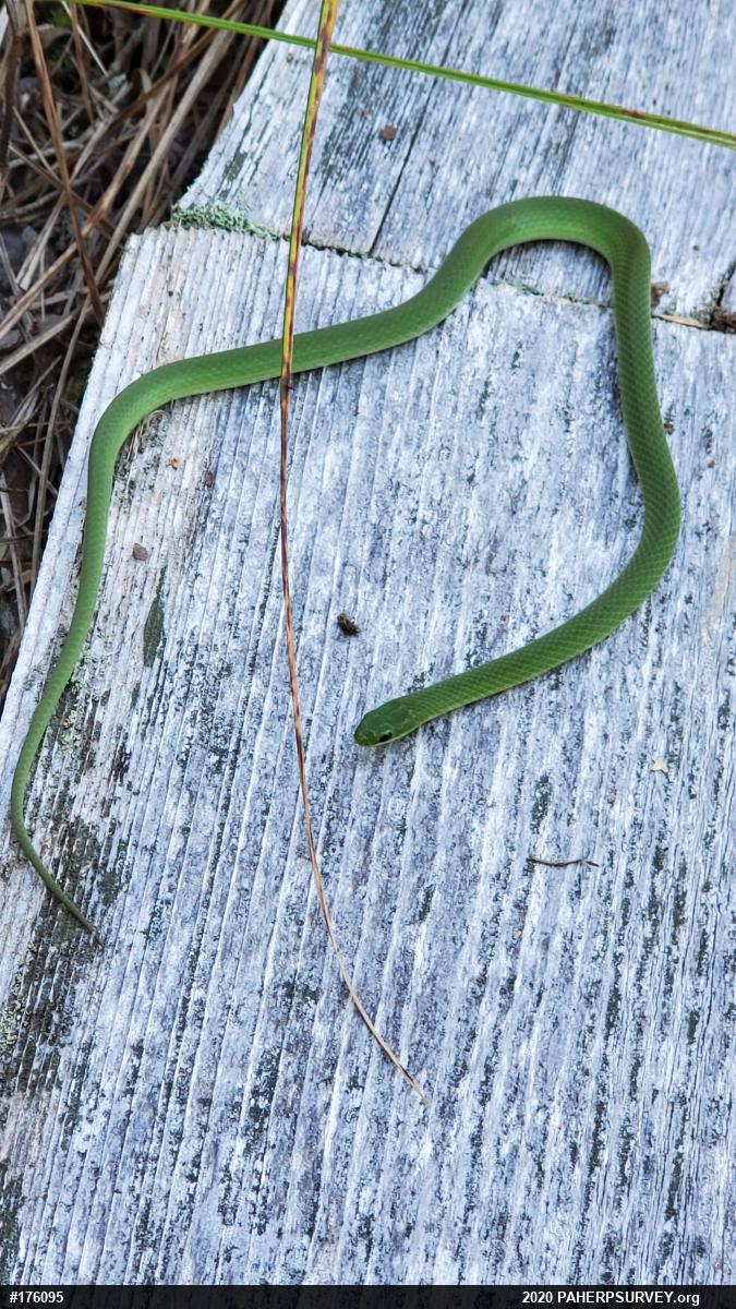 Smooth Greensnake