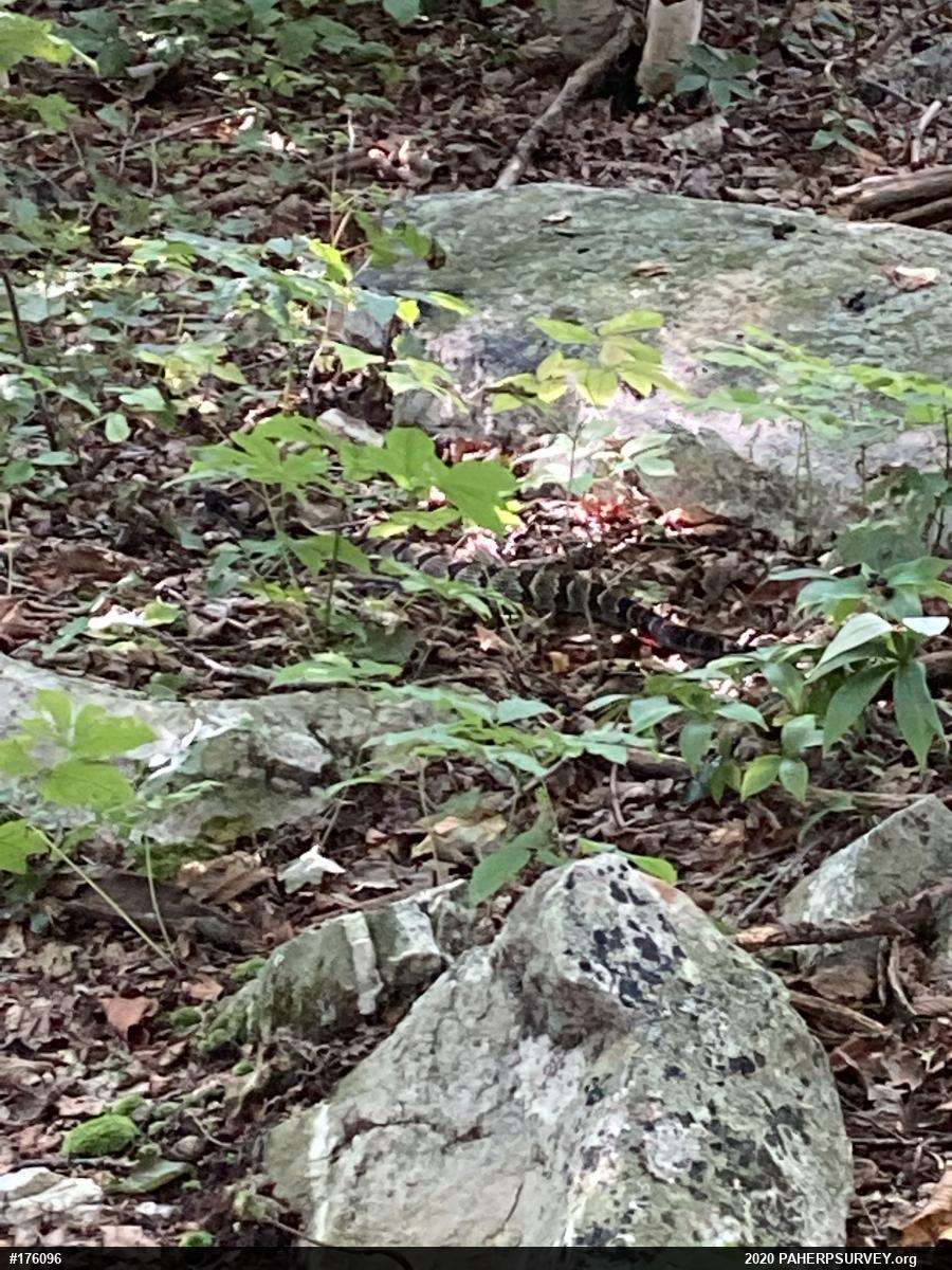 Timber Rattlesnake