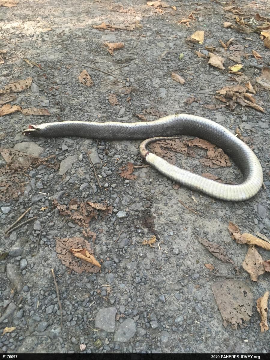 Eastern Hog-nosed Snake