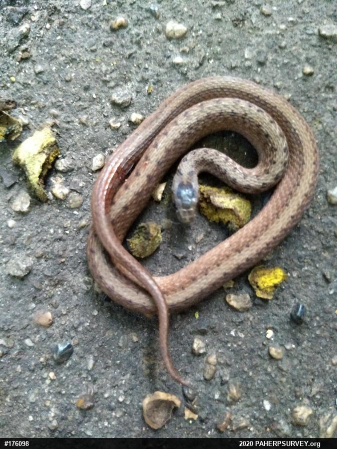 Dekay's Brownsnake