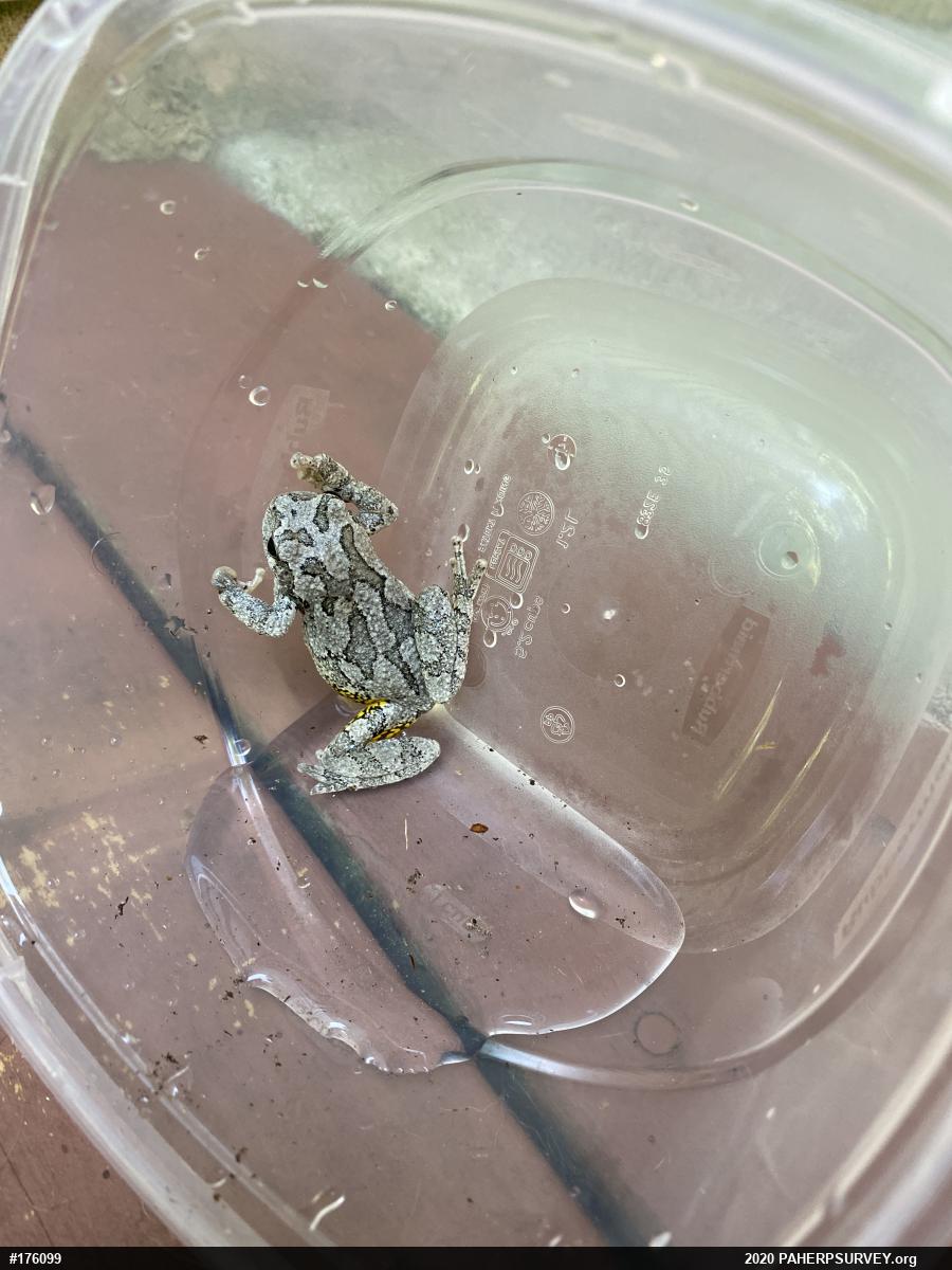 Unknown Gray Treefrog