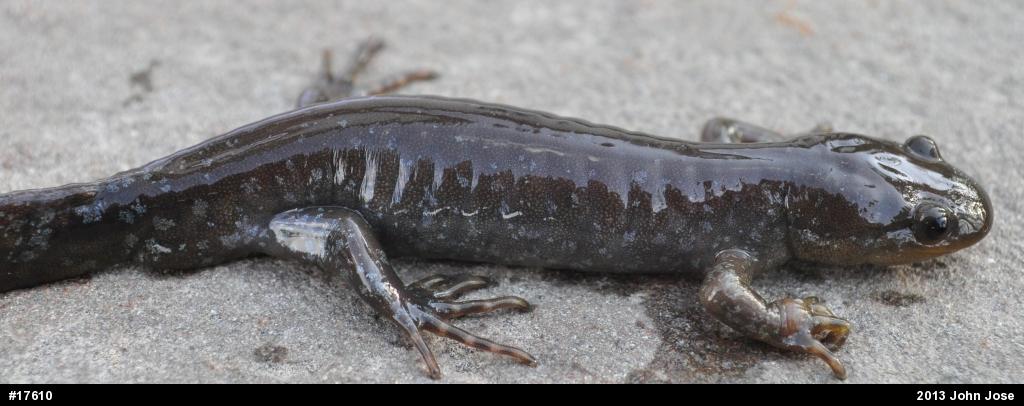 Jefferson Salamander
