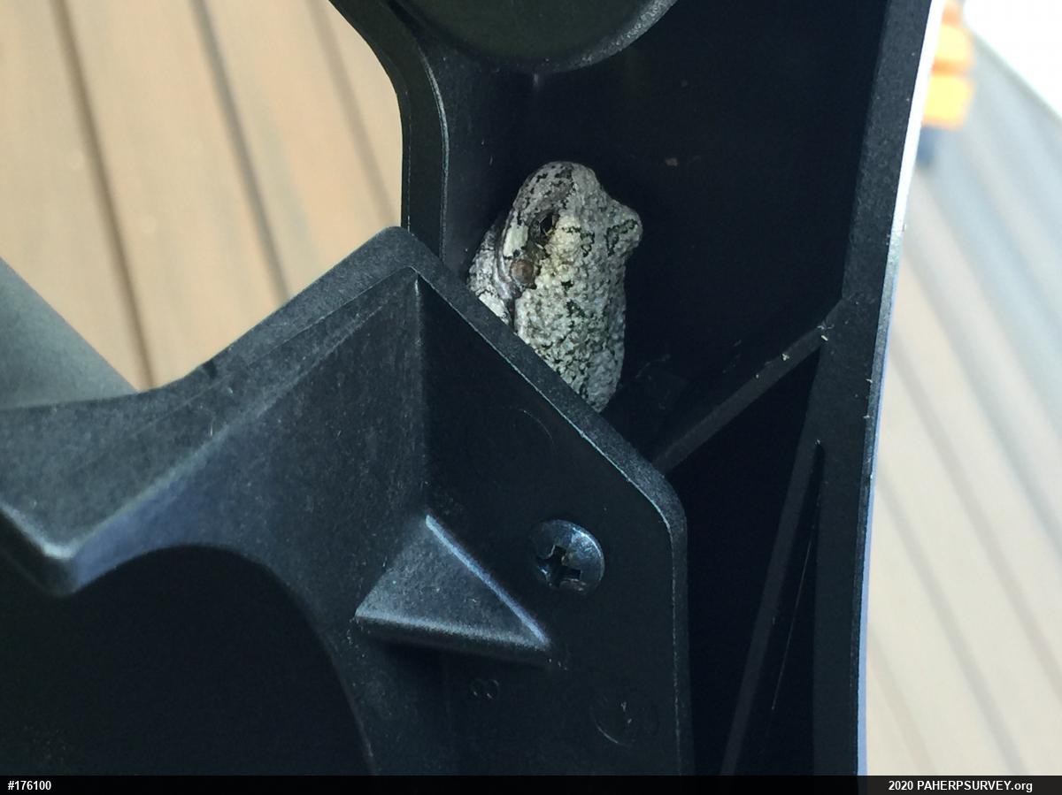 Unknown Gray Treefrog