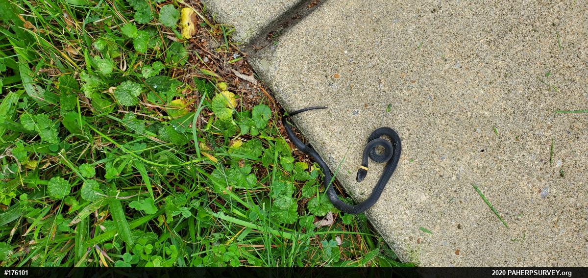 Northern Ring-necked Snake