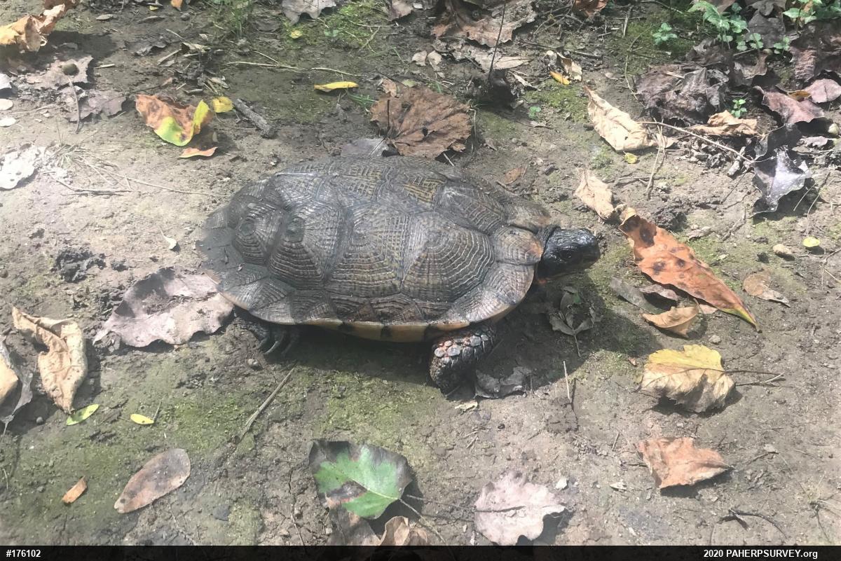 Wood Turtle