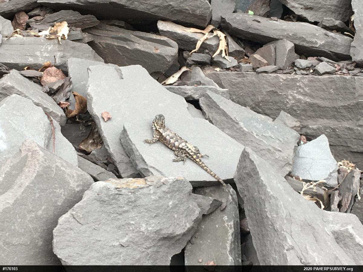 Eastern Fence Lizard
