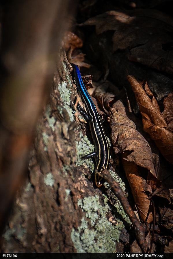 Common Five-lined Skink