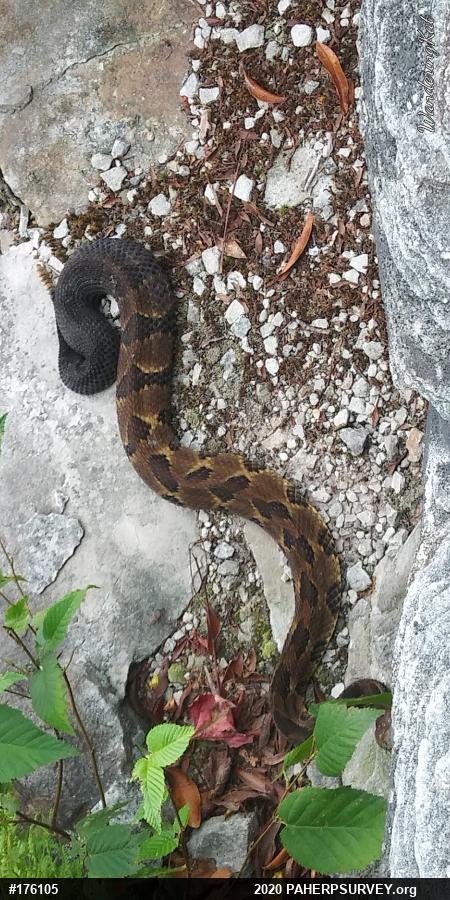 Timber Rattlesnake