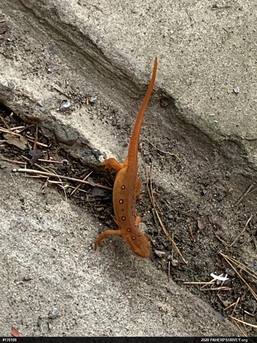 Red-spotted Newt