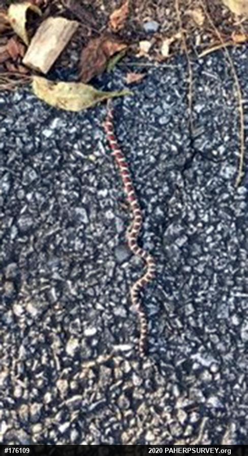 Eastern Milksnake