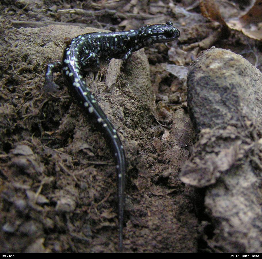 Northern Slimy Salamander