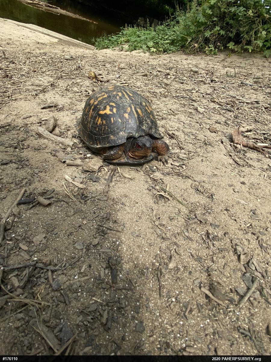 Eastern Box Turtle