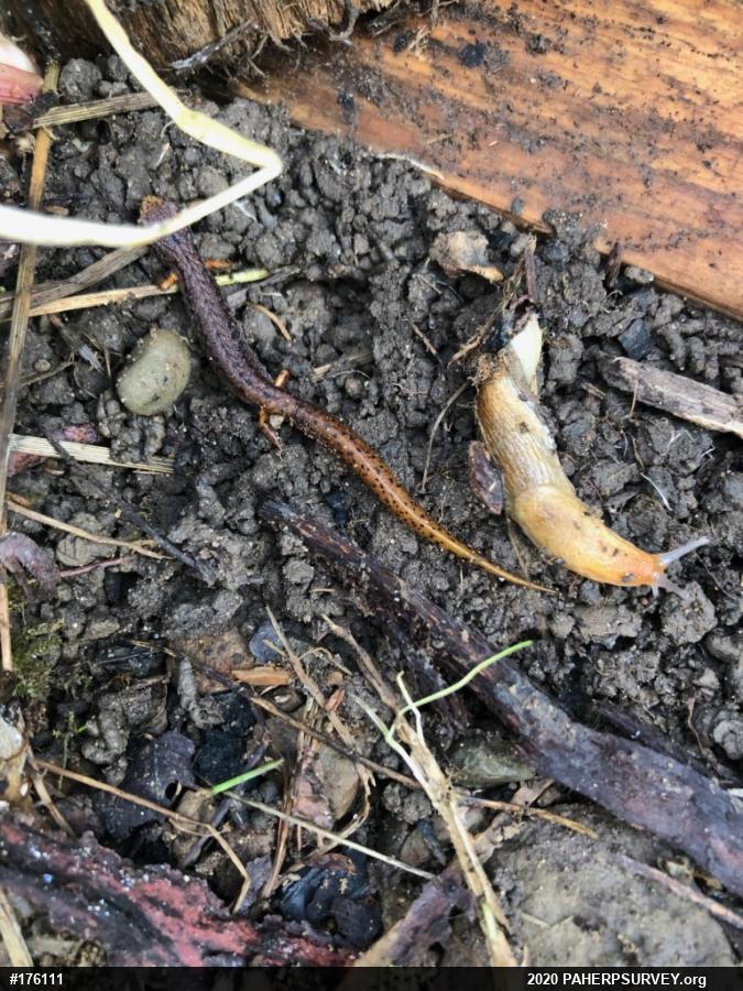 Four-toed Salamander