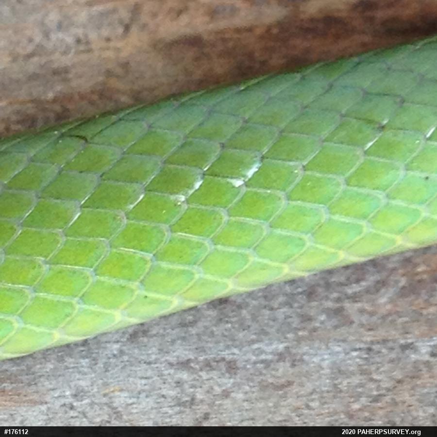 Smooth Greensnake
